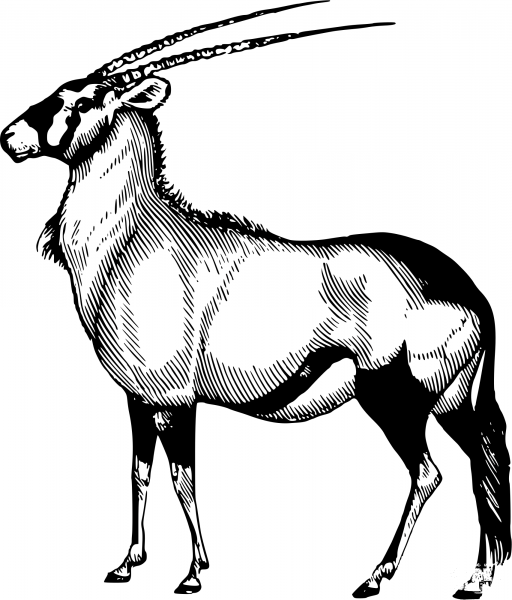 Vintage Oryx coloring page image