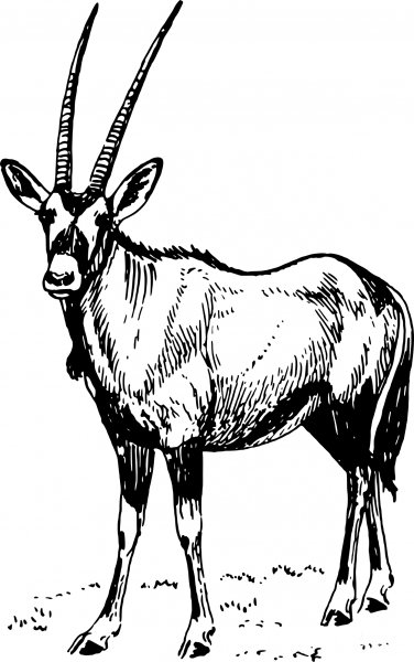 Vintage Oryx coloring page image