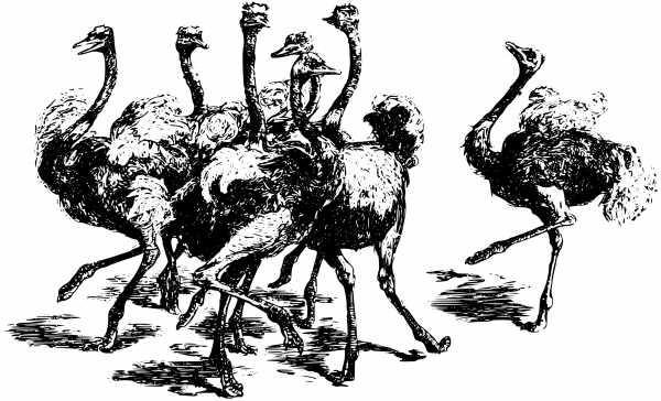 Vintage Ostriches coloring page image