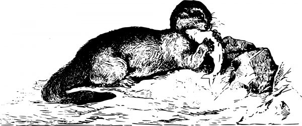 Vintage Otter coloring page image
