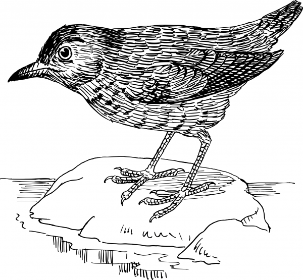 Vintage Ousel coloring page image