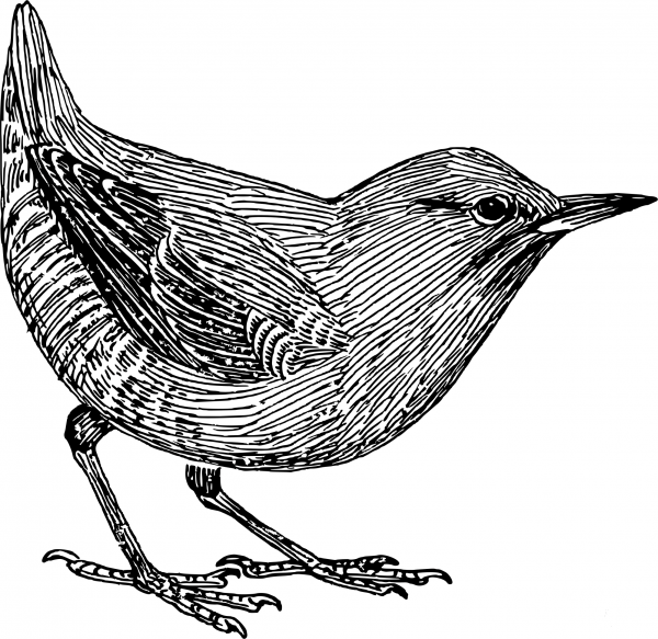 Vintage Ousel coloring page image