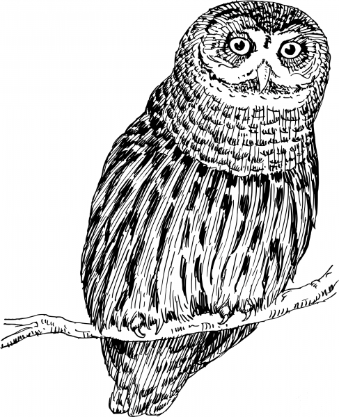Vintage Owl coloring page image