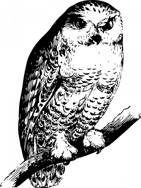 Vintage Owl coloring page image