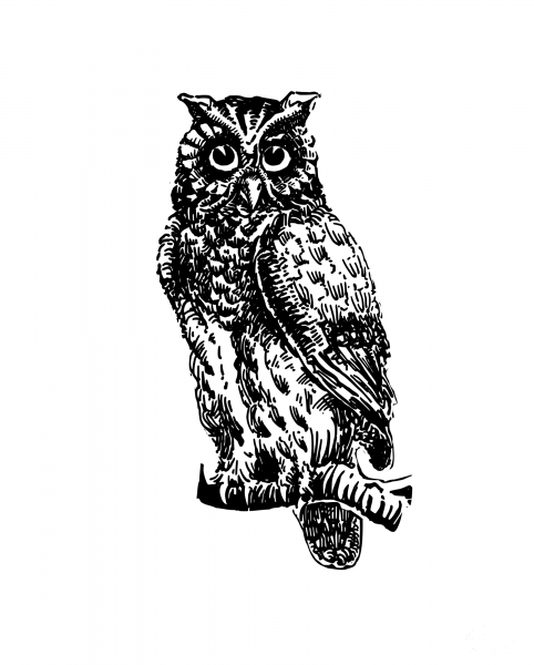 Vintage Owl coloring page image