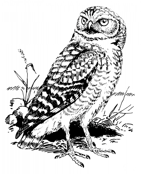 Vintage Owl coloring page image