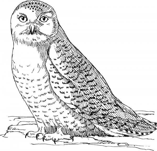 Vintage Owl coloring page image