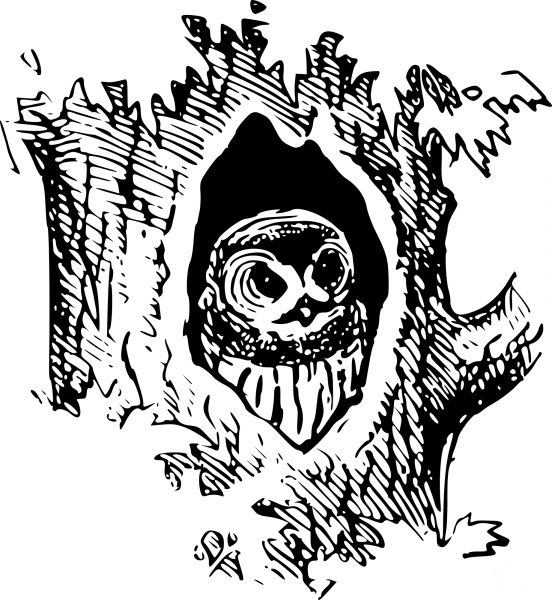 Vintage Owl in Tree coloring page image