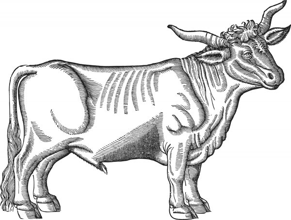 Vintage Ox coloring page image