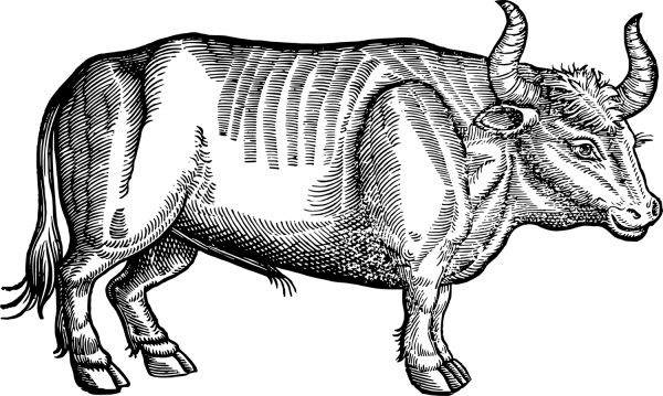 Vintage Ox coloring page image