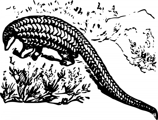 Vintage Pangolin Isolated coloring page image