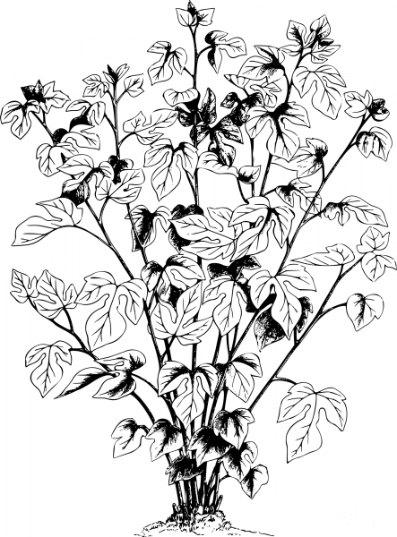 Vintage Paper Mullberry coloring page image