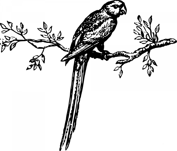 Vintage Parrot coloring page image