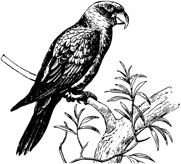Vintage Parrot coloring page image
