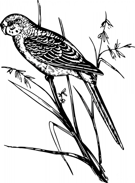 Vintage Parrot coloring page image