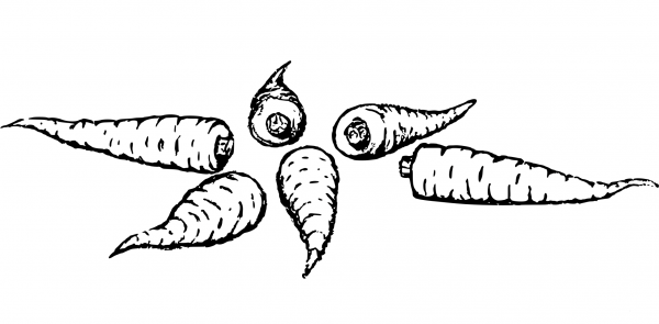 Vintage Parsnips coloring page image