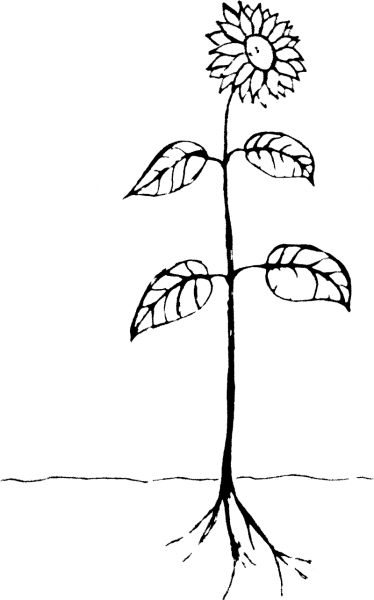 Vintage Parts of Plants coloring page image