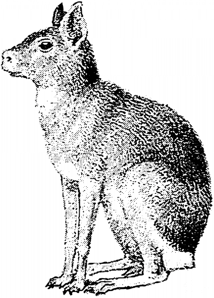 Vintage Patagonian Mara coloring page image