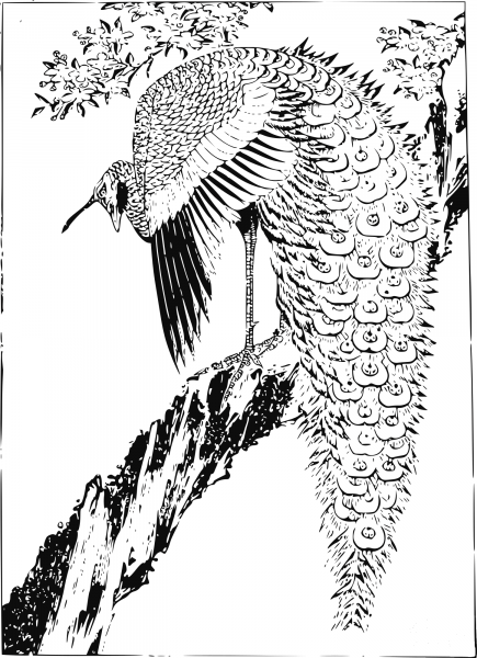 Vintage Peacock coloring page image
