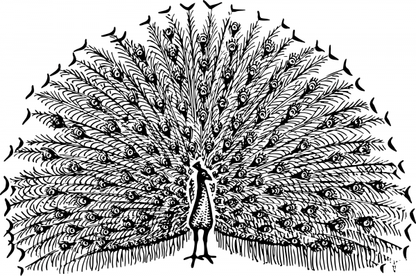Vintage Peacock coloring page image