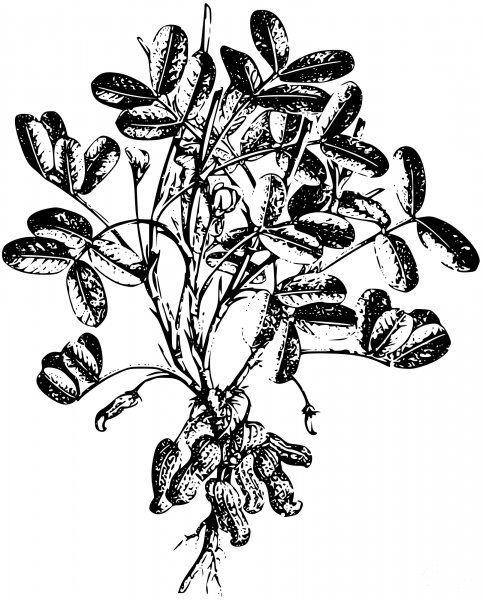 Vintage Peanut coloring page image