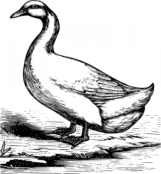 Vintage Pekin Duck coloring page image