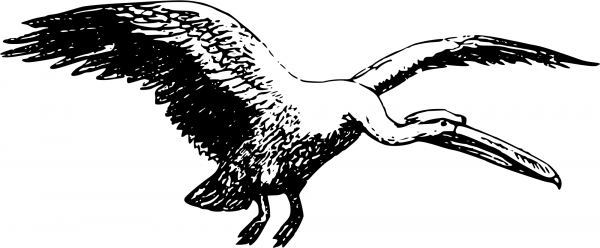 Vintage Pelican coloring page image