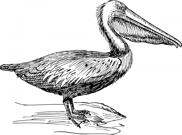 Vintage Pelican coloring page image