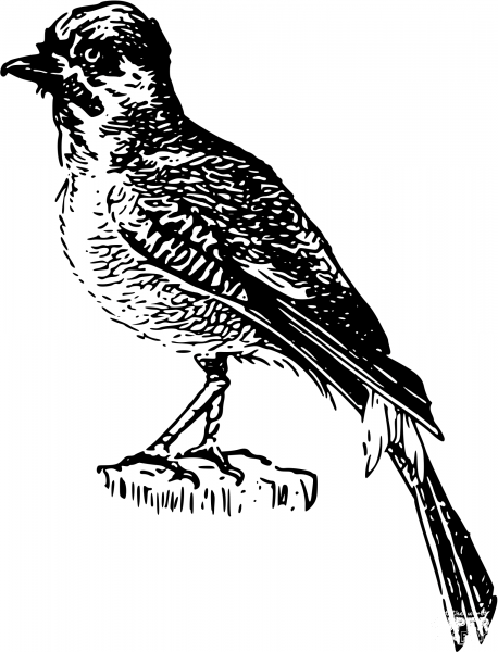 Vintage Perching Bird coloring page image