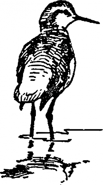 Vintage Phalarope Standing coloring page image