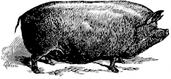 Vintage Pig coloring page image