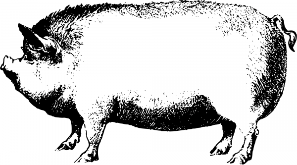 Vintage Pig coloring page image