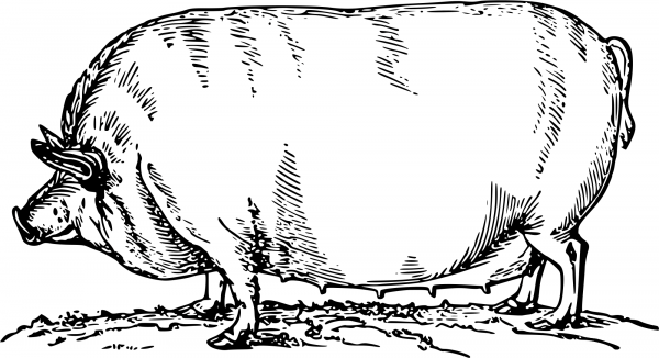 Vintage Pig coloring page image