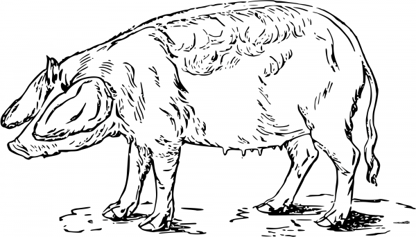 Vintage Pig coloring page image