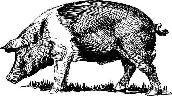 Vintage Pig coloring page image
