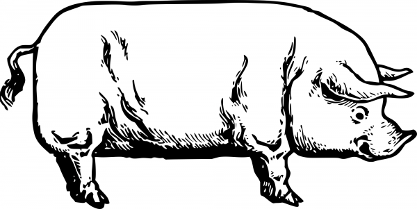 Vintage Pig Drawing Clipart coloring page image