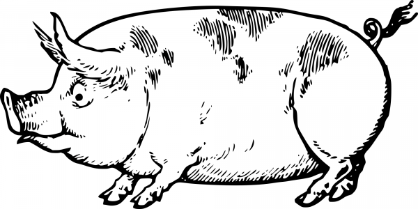 Vintage Pig Drawing coloring page image