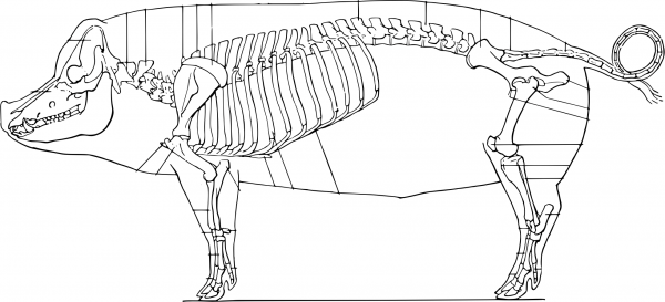 Vintage Pig Skeleton coloring page image