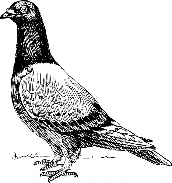 Vintage Pigeon coloring page image