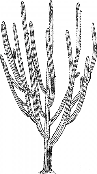 Vintage Pilosocereus Royenii coloring page image