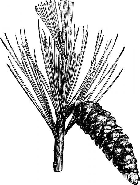 Vintage Pine Cone coloring page image