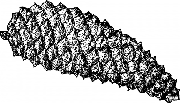 Vintage Pine Cone coloring page image