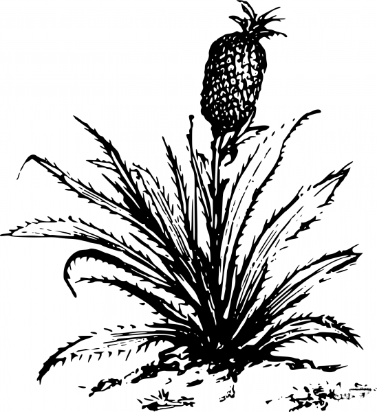 Vintage Pineapple coloring page image
