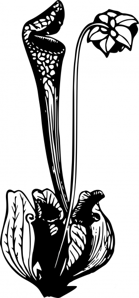 Vintage Pitcher Plant coloring page image