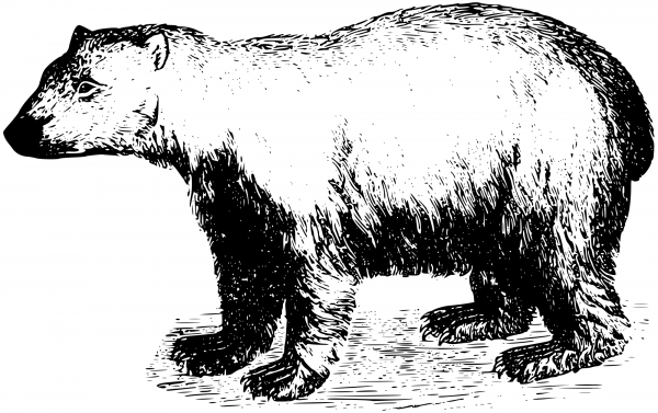 Vintage Polar Bear coloring page image