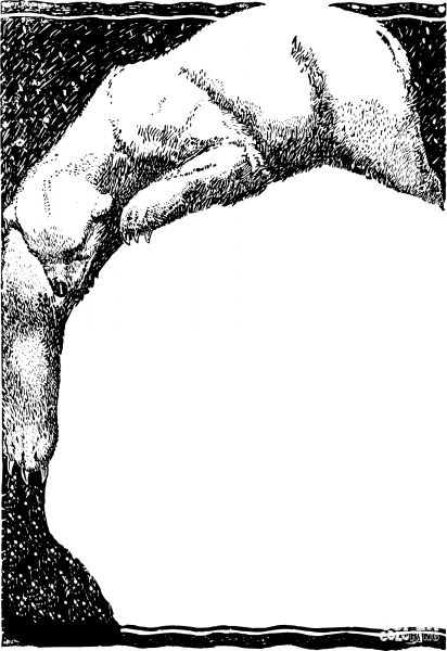 Vintage Polar Bear Frame coloring page image