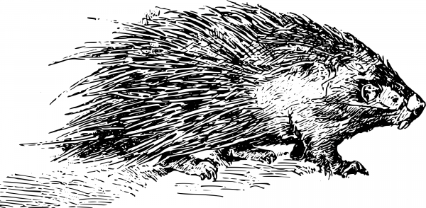 Vintage Porcupine coloring page image