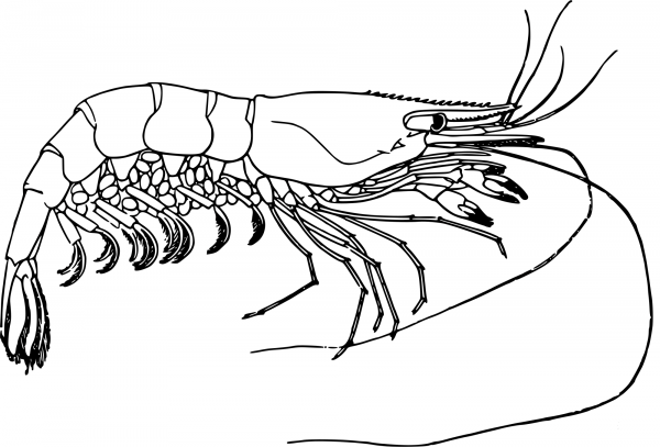 Vintage Prawn coloring page image
