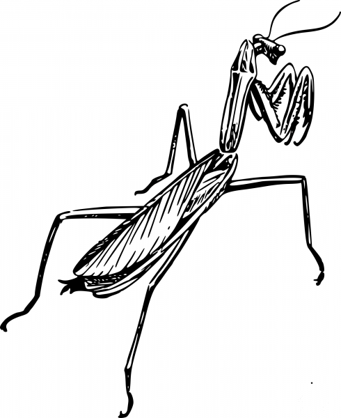 Vintage Praying Mantid coloring page image