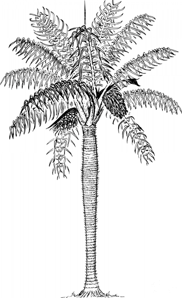 Vintage Prickly Palm coloring page image